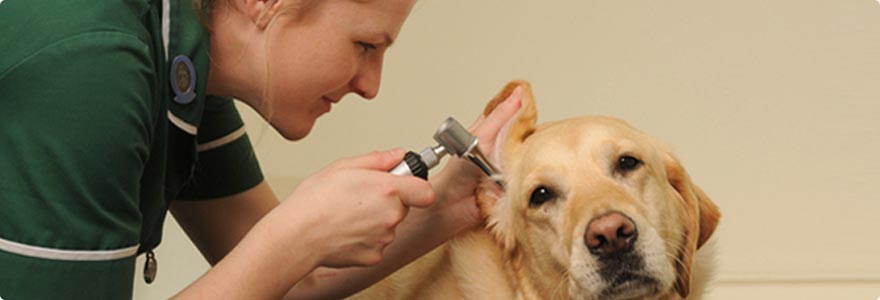 Veterinary Instruments